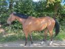 hongre selle fran&ccedil;ais 7 ans ogrion des champs cso