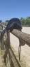 Selle de dressage Bellincourt 17,5