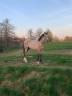 Federico PRE PP 2 ans 
