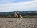 Hongre Haflinger 7 ans 