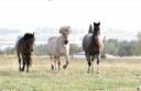 poste de moniteur d'&eacute;quitation
