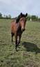 Ponette New forest taille D 2 ans 