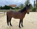 Poney D 2 ans 