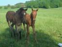 2 pouliches