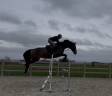 &Agrave; vendre, cheval SBS de 5ans 