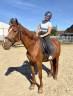 Magnifique Hongre Trotteur de 11 ans 