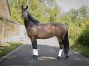 Splendide jument de 8 ans &ndash; Polyvalente & 