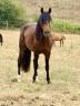 Cheval &agrave; vendre 