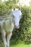 Cheval Azt&egrave;que 3 ans &agrave; vendre