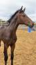 Tr&egrave;s beau poulain SF &agrave; r&eacute;server(Dartagnan de Belliard)