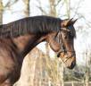 Entier KWPN Cheval de Sport N&eacute;erlandais A vendre 2020 Brun par Next Romancier