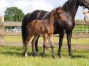 Pouliche de dressage superbe origine