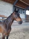 cheval cso