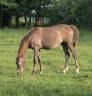 Pouliche Pur-Sang arabe 2025 top g&eacute;n&eacute;tique