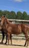 Ponette New forest de croisement 1 an 