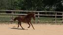 Ponette New forest 1 an taille D 