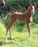 Poulain SF qoud'coeur de la loge x rosire 