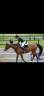 Jument 13ans thunder &times; nonstop