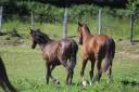 Poulain Pure Race Espagnol PP