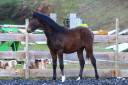 Poulain Pure Race Espagnol PP