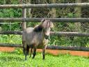 Magnifique ponette de 9 ans 
