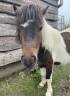 Shetland male 2 ans