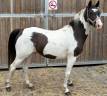 Poney pie 3 ans 