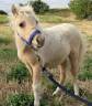 Mini shetland Etalon 