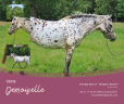 Demoiselle - Ponette D