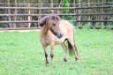 Magnifique ponette