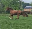 Superbe poulain Bwp