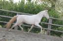 Lusitanien , lusitano a vendre 5 ans