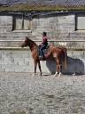 Hongre de 13 ans 1m56