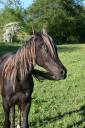 Hongre crois&eacute; rocky mountain x arabe noisilver de 2 ans
