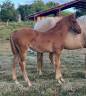 Pouliche SF 2026 Papillon de l odyssee x ernest 