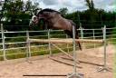 Male SF 4 ans Catchar mail x Casano