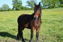 Hongre crois&eacute; cob normand trait belge de 3 ans
