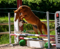 Ponette - AES  - 4 ans - CSO - CCE - Dressage - France