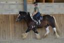 Hongre Irish Cob 5 ans