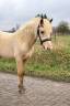 Ponette 2 ans 