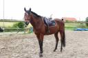 TAZ - 5ans - 1m68
