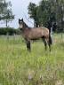 poulain 1 an 