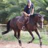 Cheval &agrave; donner ( 200&euro; pour la validation)