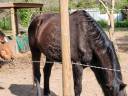 Cheval &agrave; donner ( 200&euro; pour la validation)