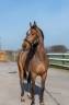 Jeune cheval de 4 ans