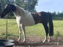 Grand poney- petit cheval