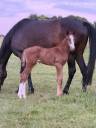 Foal male Check in x Chacon Blue sur la souche de Jumpy