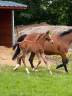 Foal Z par cashpaid J & F 