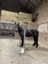 Pension compl&egrave;te - percheron 200&euro;/mois 