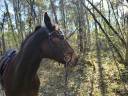 Bridon PS of sweden modele nirak havane taille cob